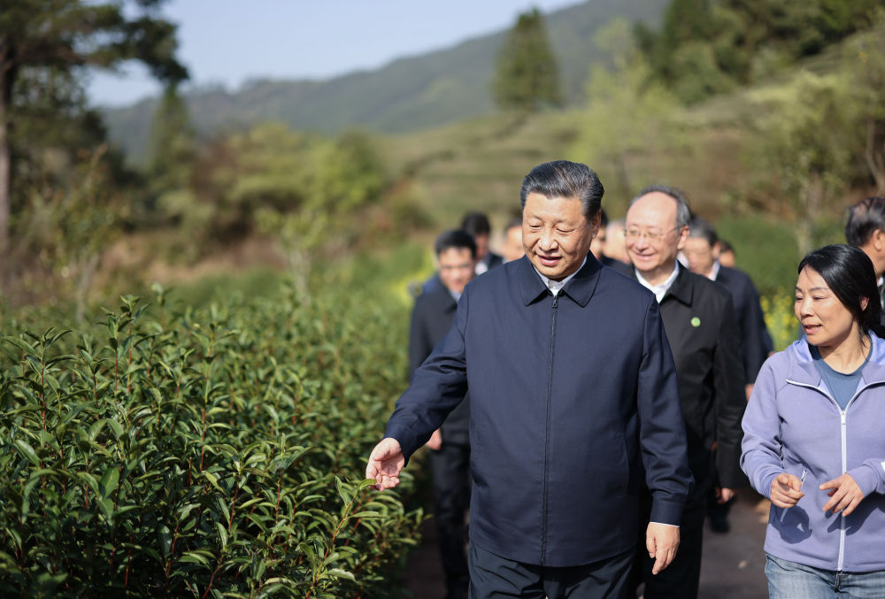 河北富硒茶哪里买