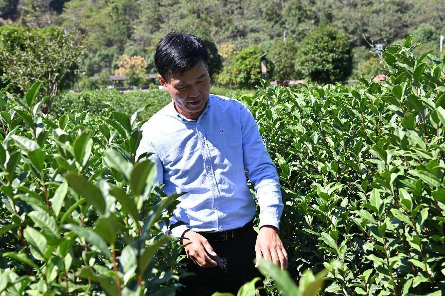 石台富硒茶的由来