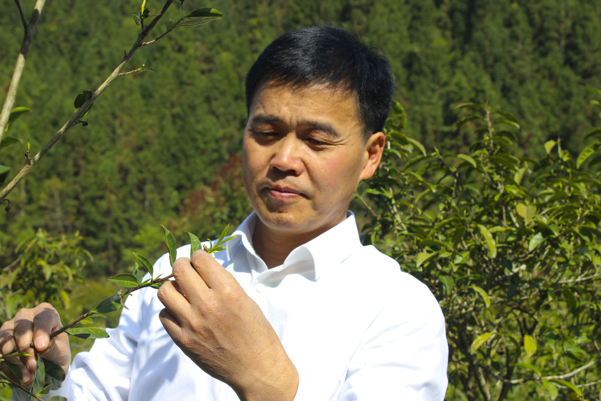 石台富硒茶的由来