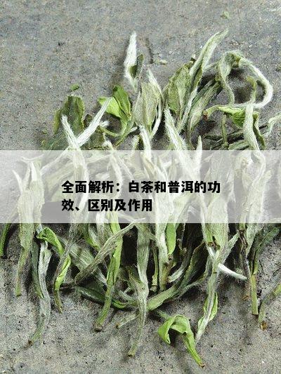 全面解析：白茶和普洱的功效、区别及作用