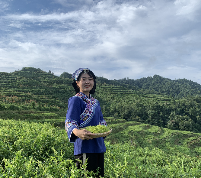 富硒莓茶用洗茶吗