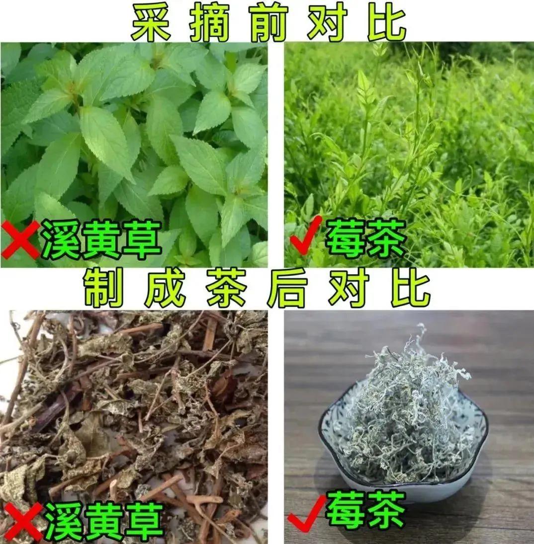 富硒莓茶用洗茶吗