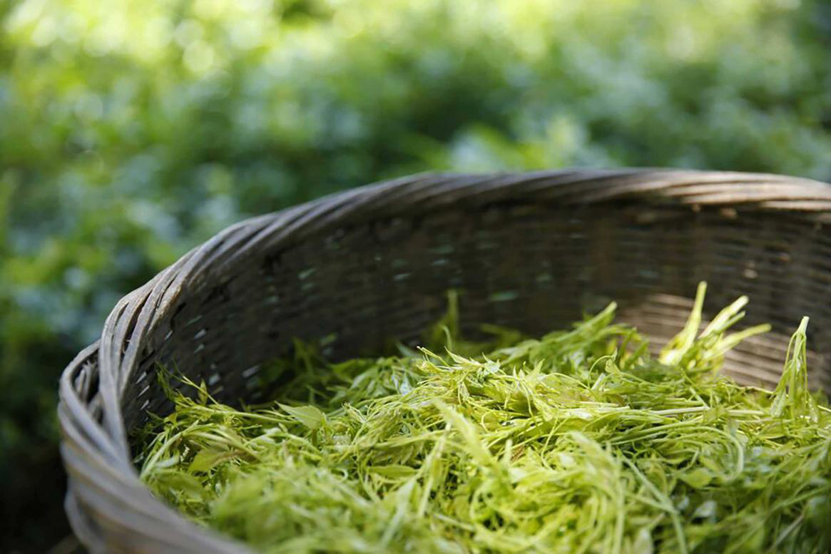 莓茶是富硒藤茶吗