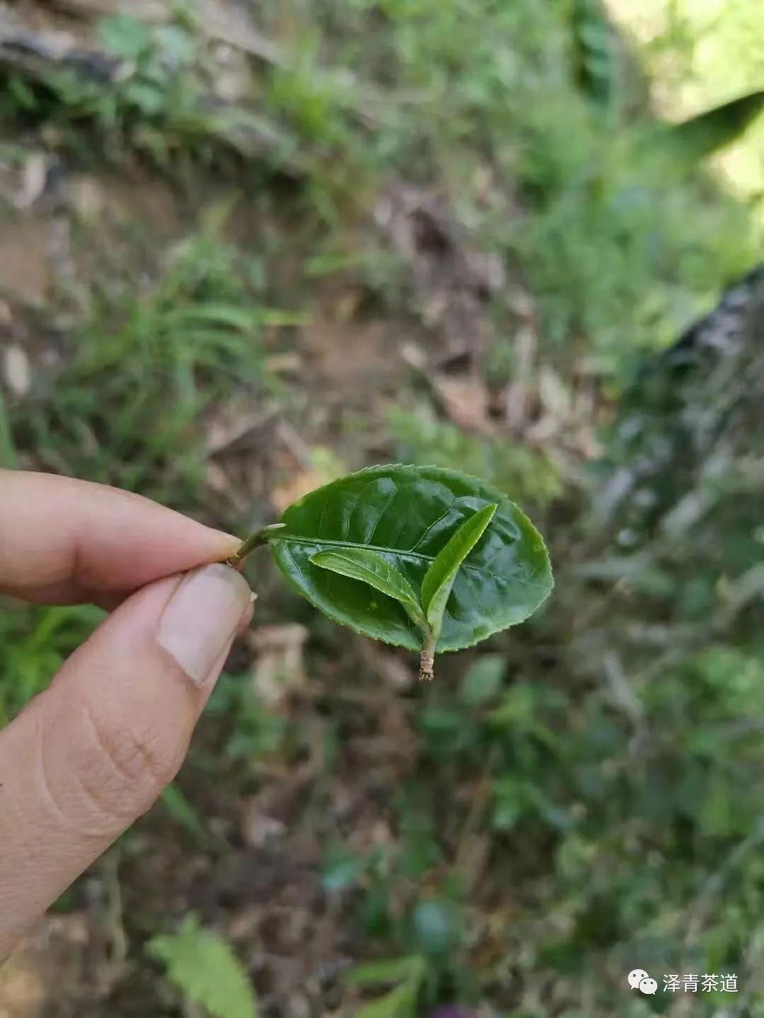 富硒茶是普洱茶吗