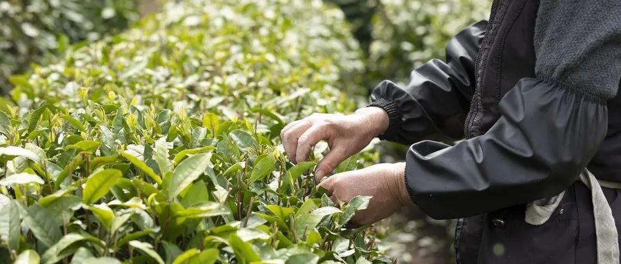 富硒茶是普洱茶吗