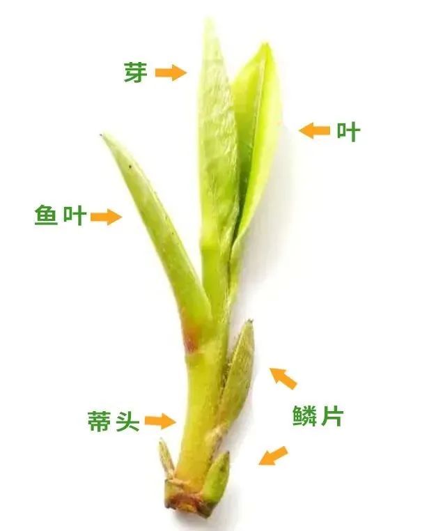 富硒茶是普洱茶吗