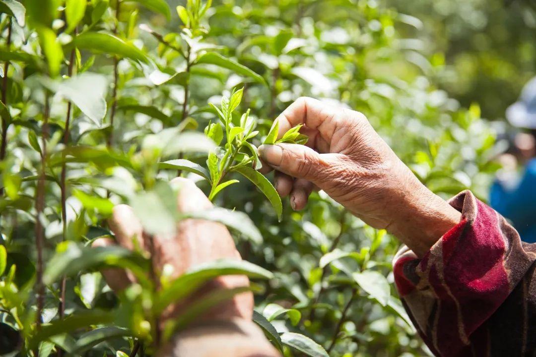 富硒茶是普洱茶吗