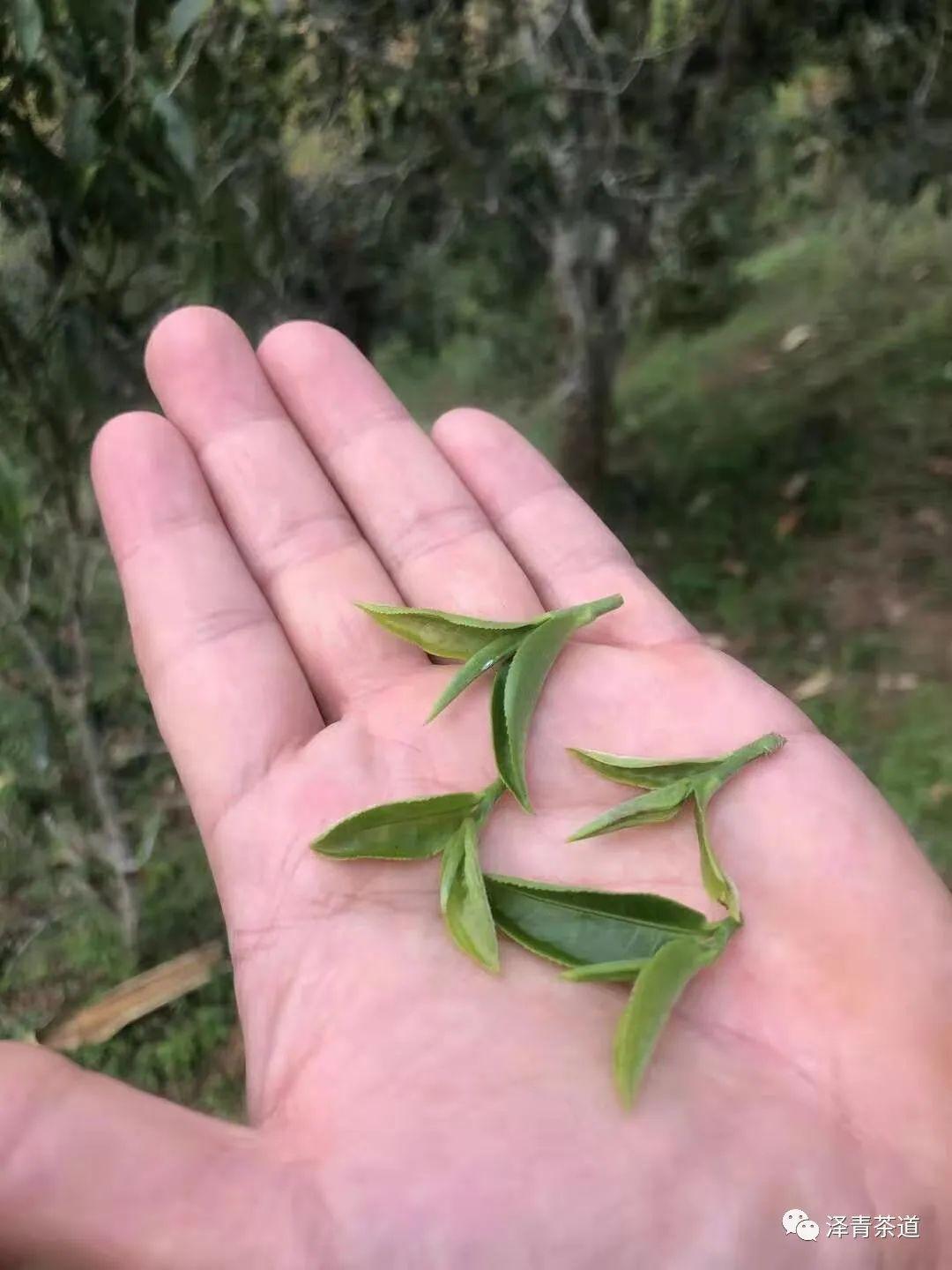 富硒茶是普洱茶吗