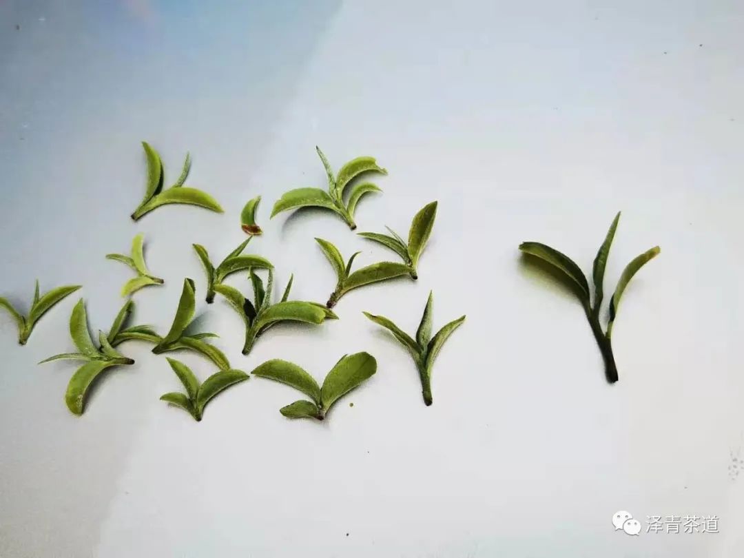 富硒茶是普洱茶吗