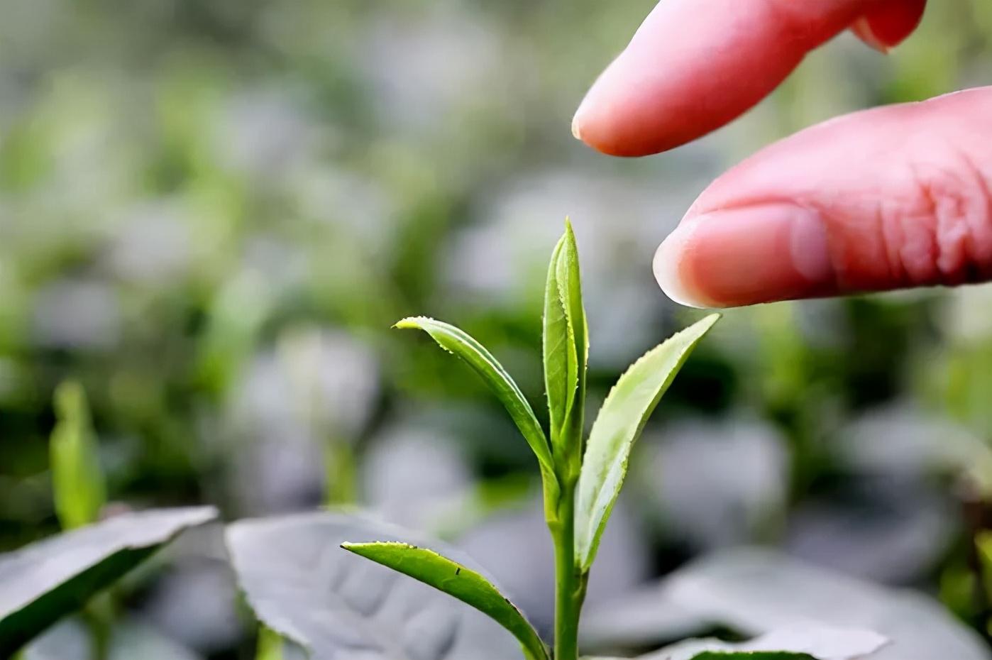 富硒茶是普洱茶吗