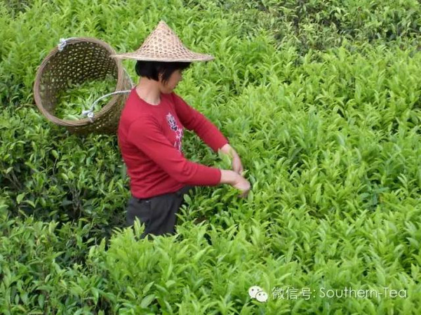 富硒单枞茶的茶干