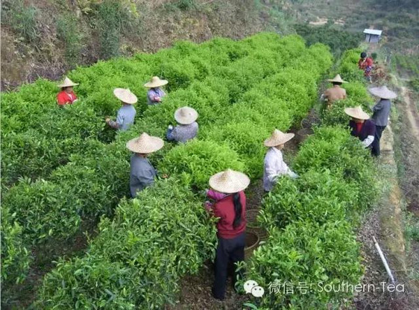 富硒单枞茶的茶干