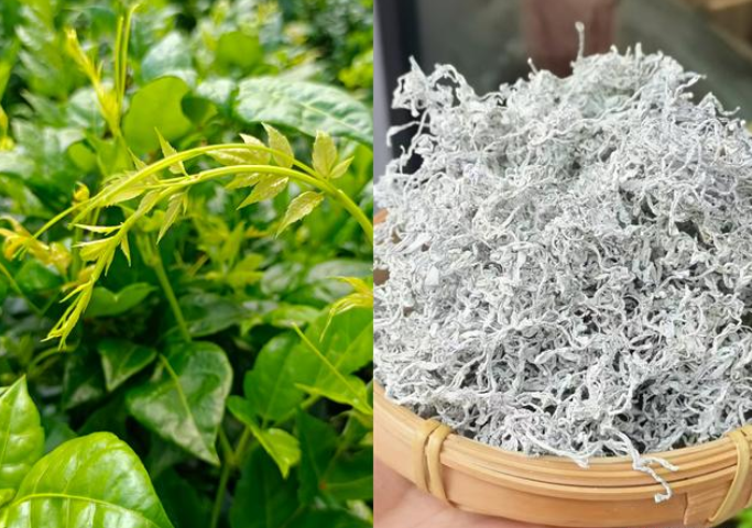 莓茶是富硒藤茶吗