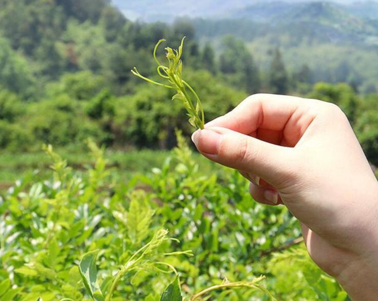 莓茶是富硒藤茶吗