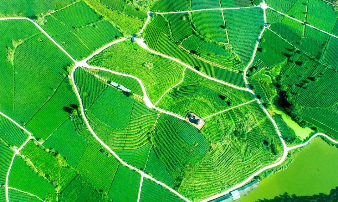 大明山富硒有机茶