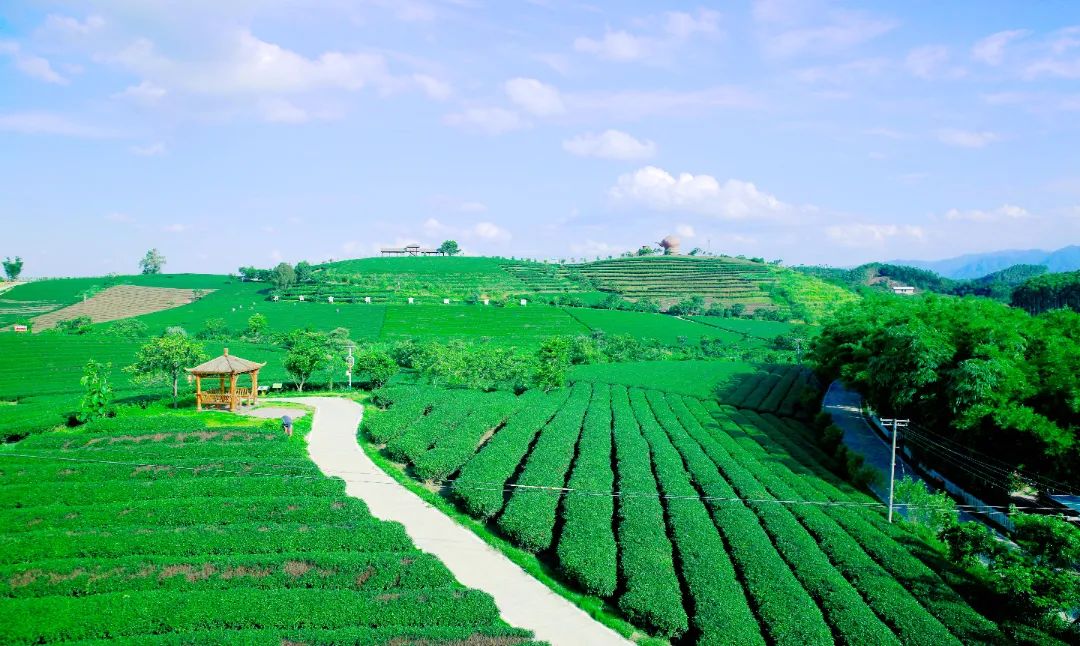 大明山富硒有机茶