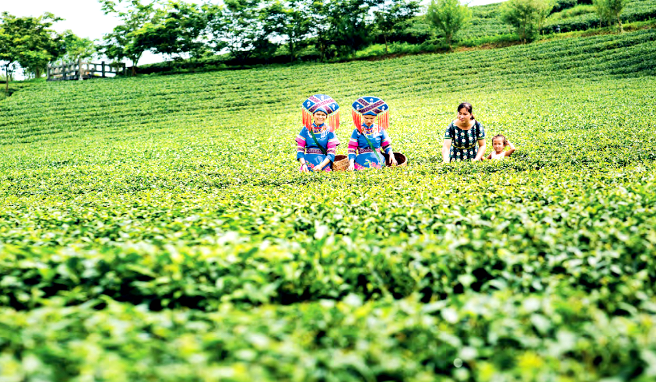 大明山富硒有机茶
