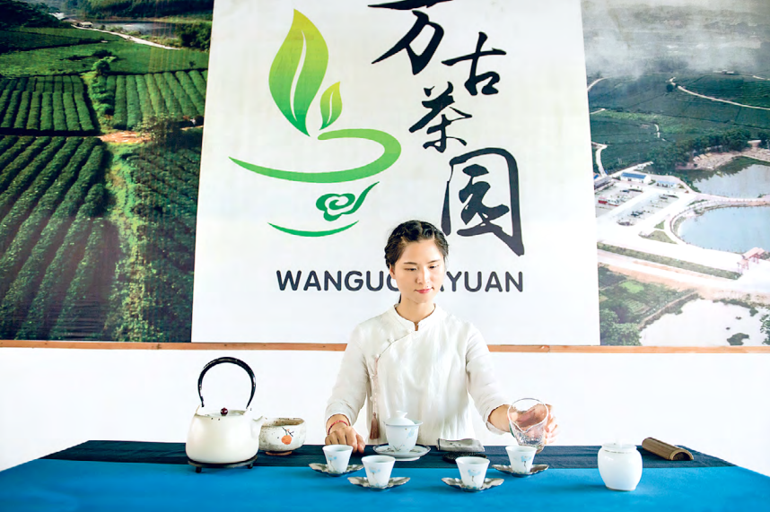 大明山富硒有机茶