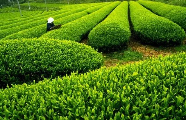 富硒黑苦荞茶作用