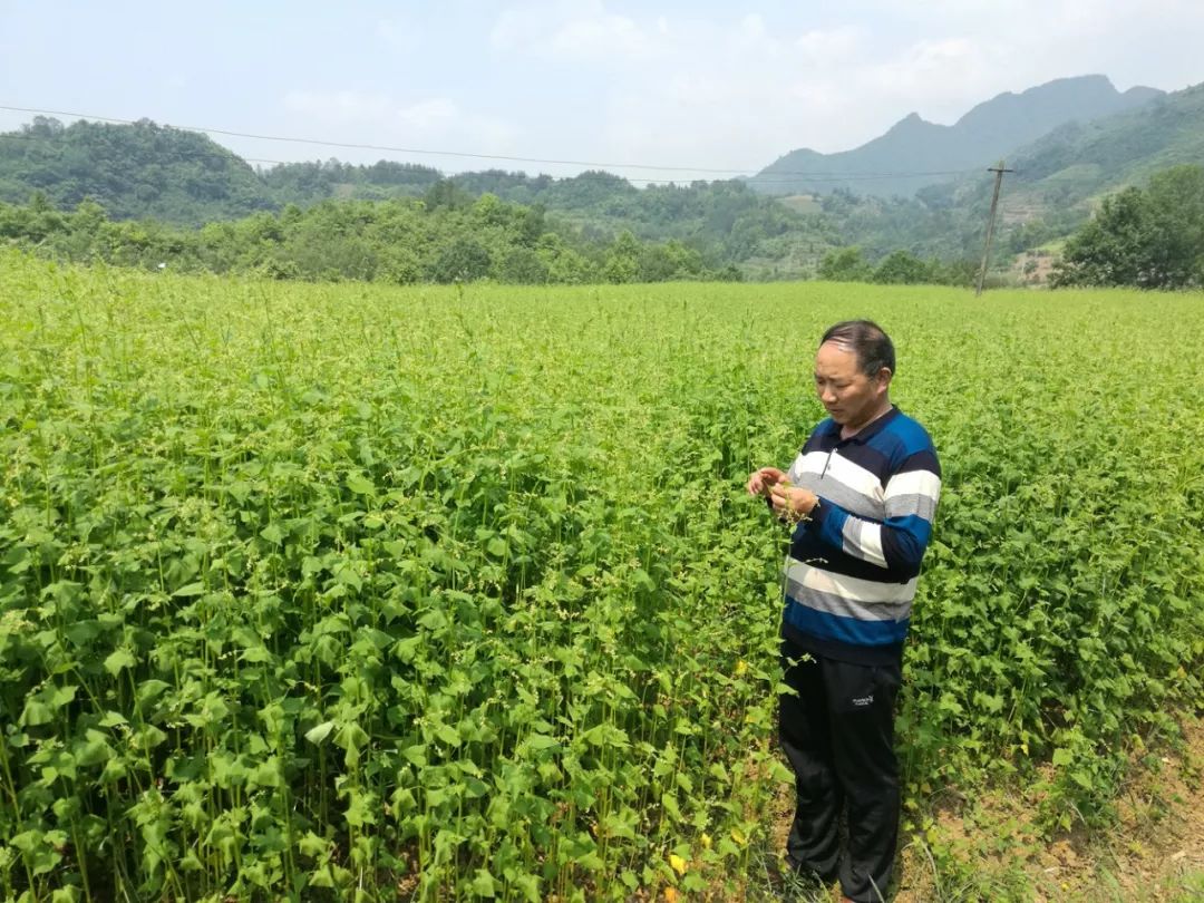 富硒黑苦荞茶作用