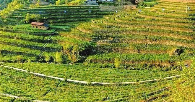 富硒茶陈鸿昌场地