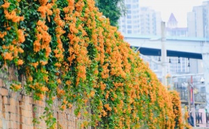 高清图集：炮仗花开满花墙，叠成花海瀑布！
