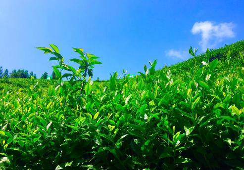 富硒茶陈鸿昌场地