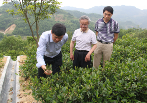 富硒茶陈鸿昌场地