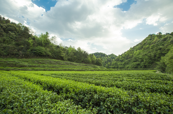 平昌西兴镇富硒茶