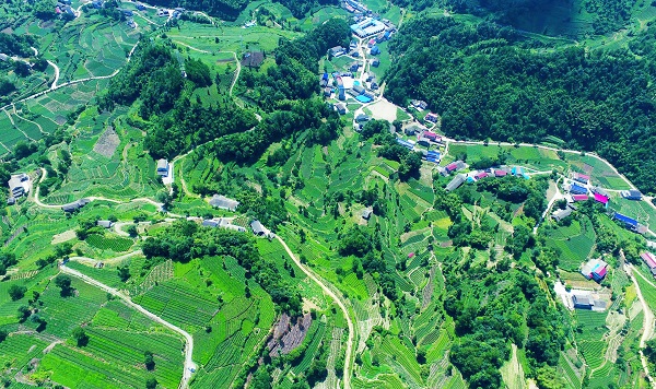 平昌西兴镇富硒茶