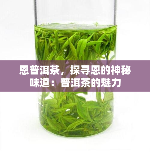 恩普洱茶，探寻恩的神秘味道：普洱茶的魅力