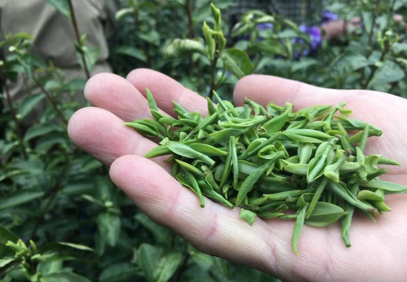 雀舌属于富硒茶吗