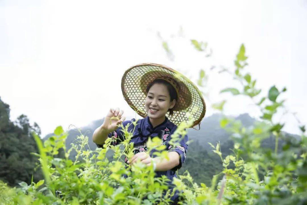 莓茶是不是富硒的