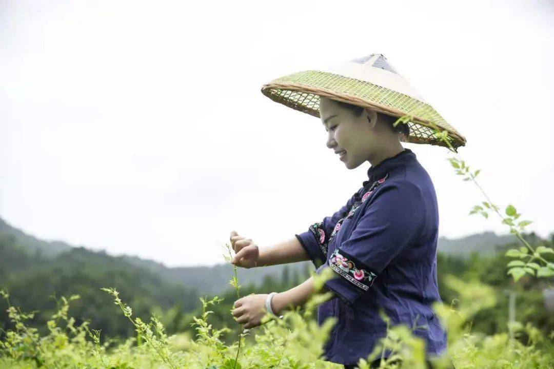 莓茶是不是富硒的