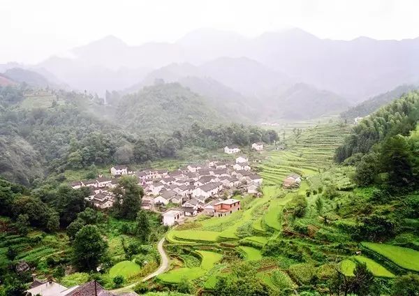 仙寓山石台富硒茶
