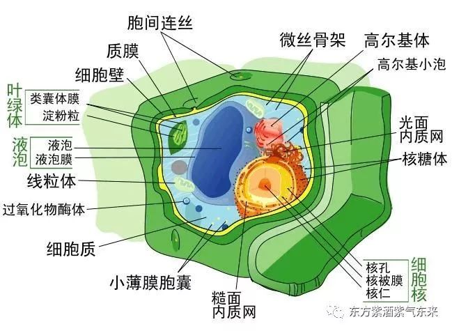 桑臻牌富硒桑叶茶