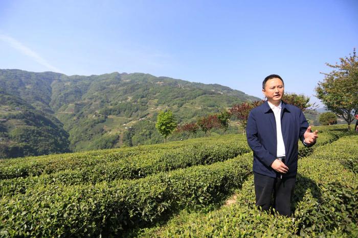首届陕西网上茶博会 市长县长喊你喝安康富硒茶