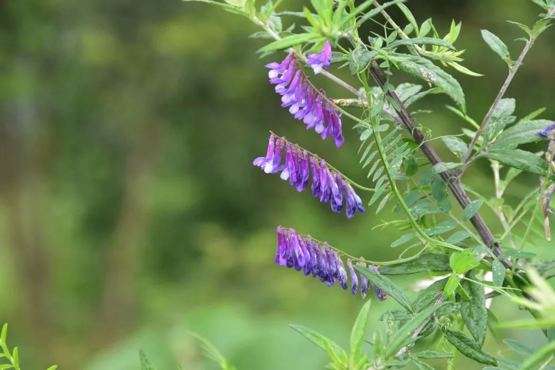 紫阳富硒茶半亩田