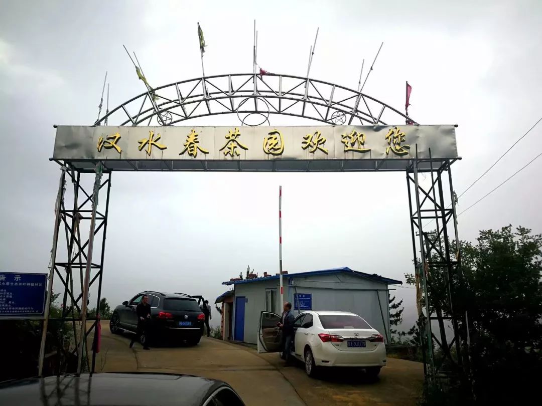 紫阳富硒茶半亩田