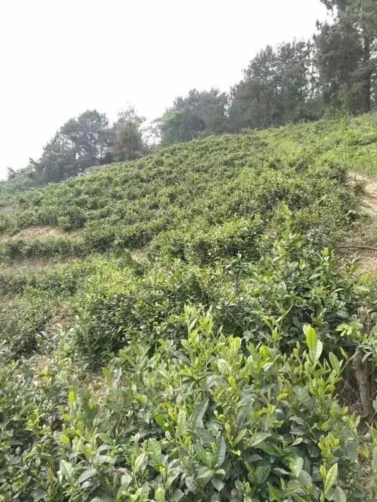 紫阳富硒茶半亩田