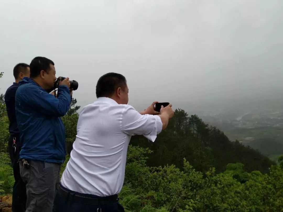 紫阳富硒茶半亩田