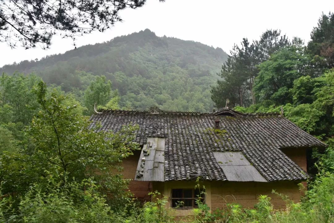 紫阳富硒茶半亩田