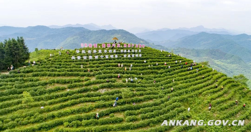 陕西安康富硒紫茶