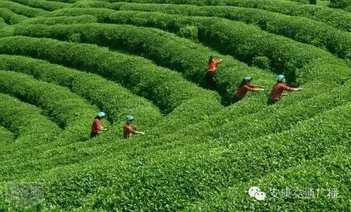 安康富硒茶旗舰店