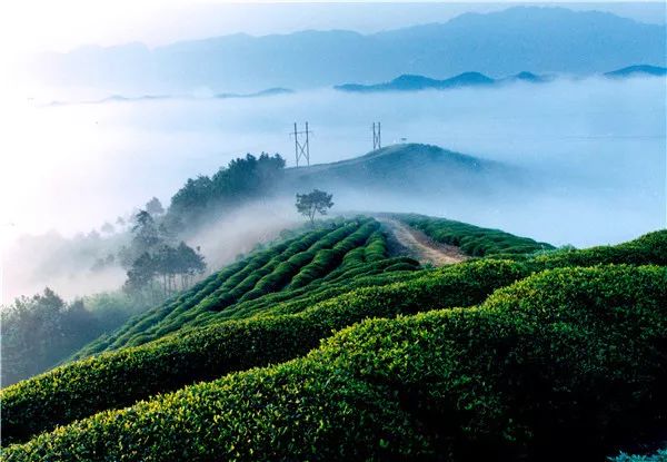 紫阳富硒茶和仙毫