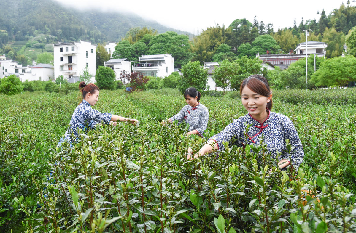 台湾富硒茶多少钱