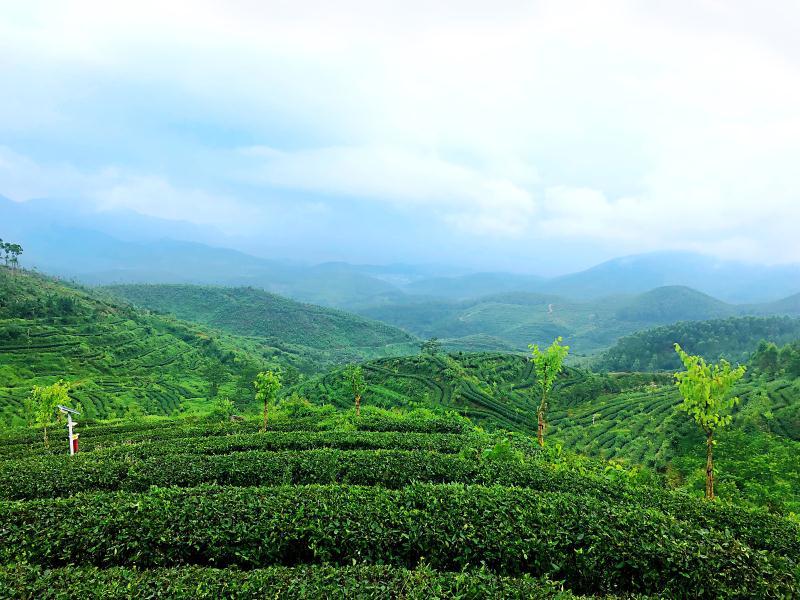 培新街紫阳富硒茶