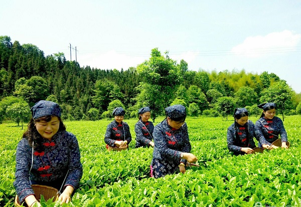 湖南富硒茶供应商
