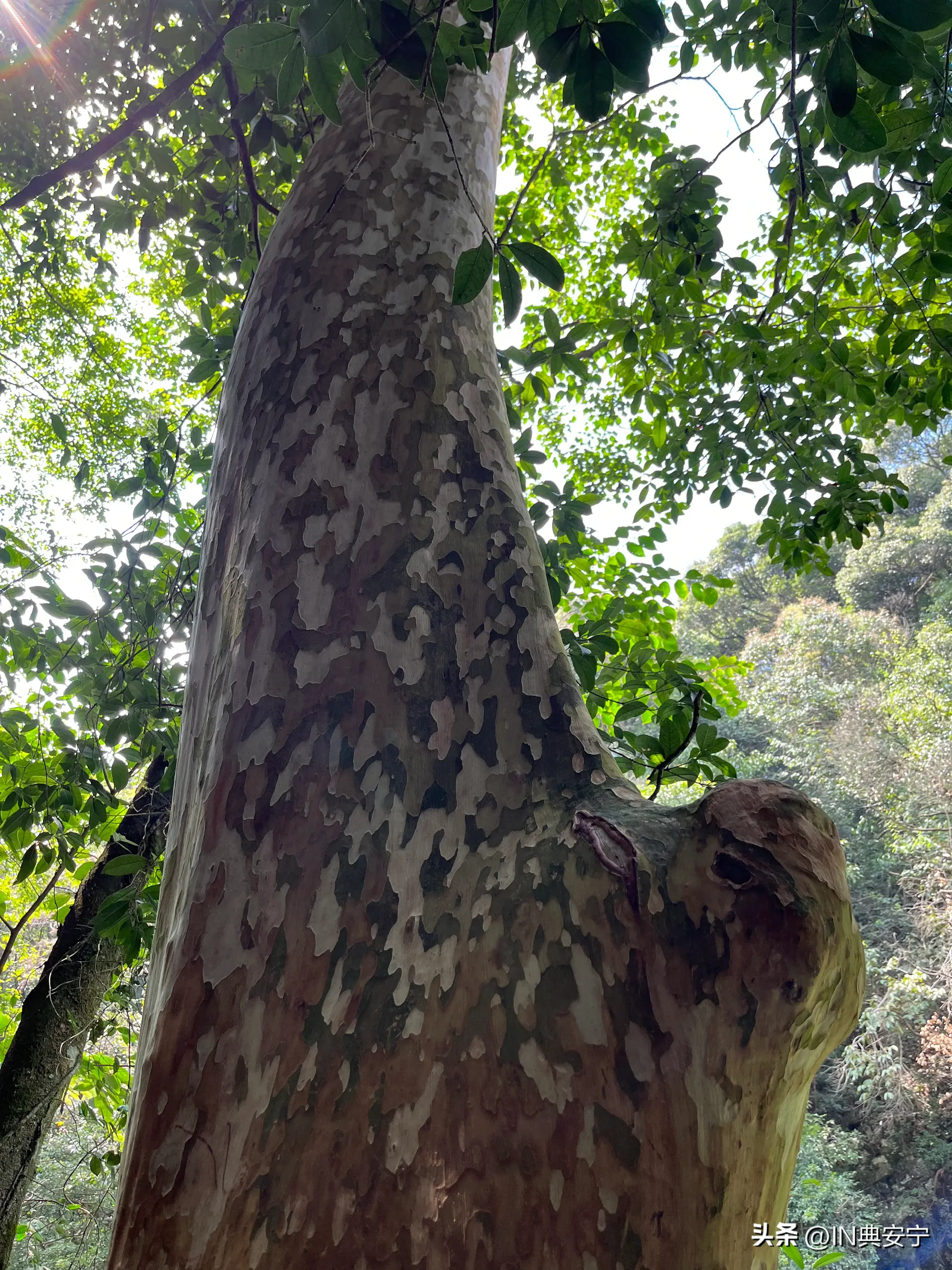 石台仙寓山富硒茶