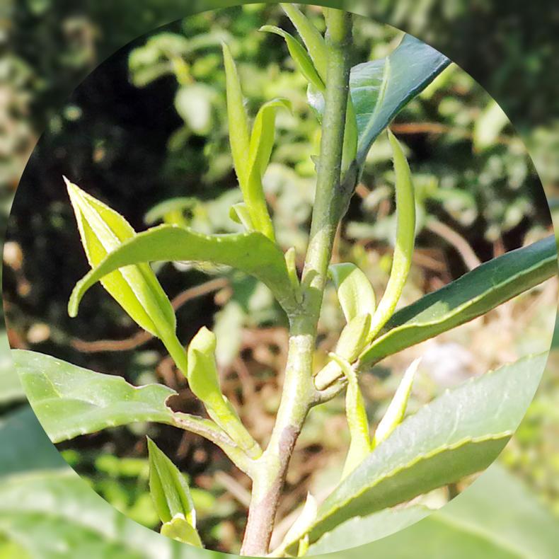 富硒大叶茶与泡澡